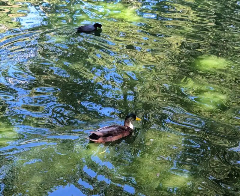 Ducks on the lake in Golden Gate Park