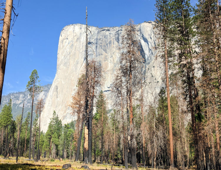 El Capitan through fire burned trees