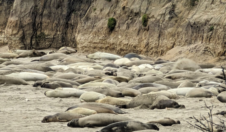 Elephant Seals Ano Nuevo State Park