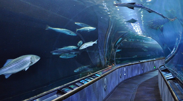Aquarium of the Bay Walk Through Tunnel