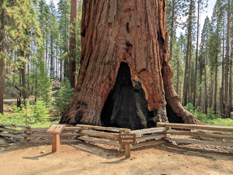 Faithful Couple Yosemite