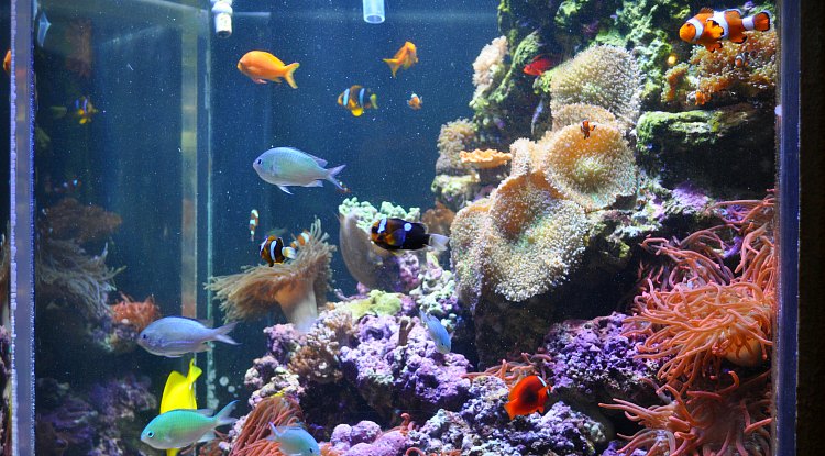 Steinhart Aquarium at the California Academy of Sciences