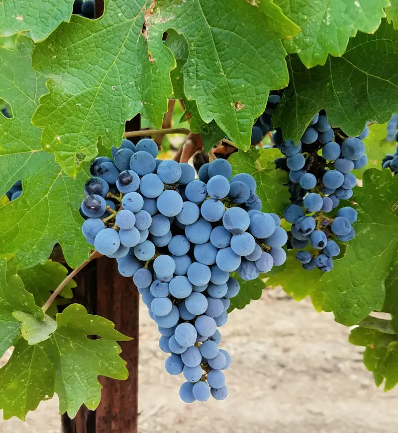 Ripe grapes on the vine in Napa Ripe grapes on the vine in Napa