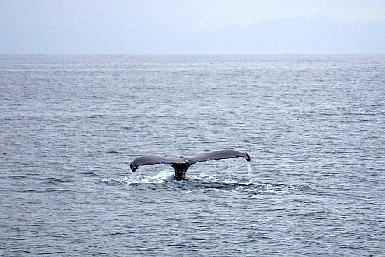 Whale Watching in the Pacific Near SF