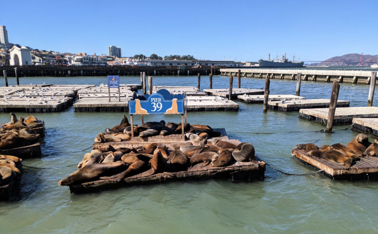 Sealions at Pier 39 in Fisherman's Wharf
