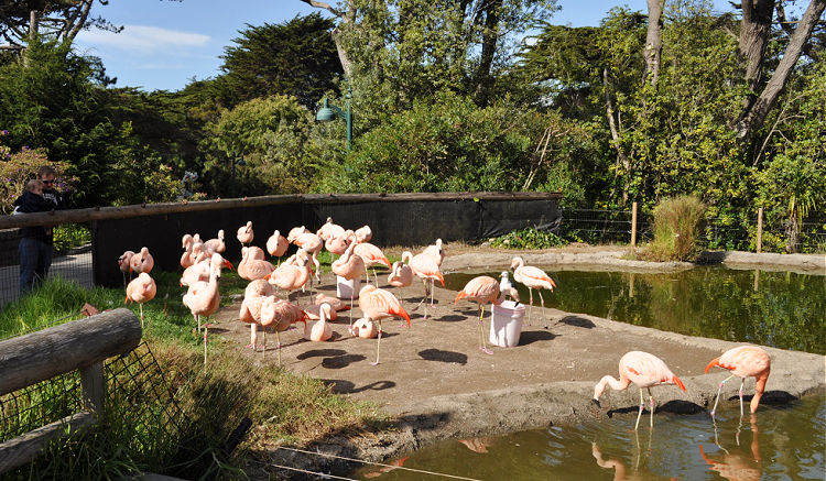 Flamingos SF Zoo