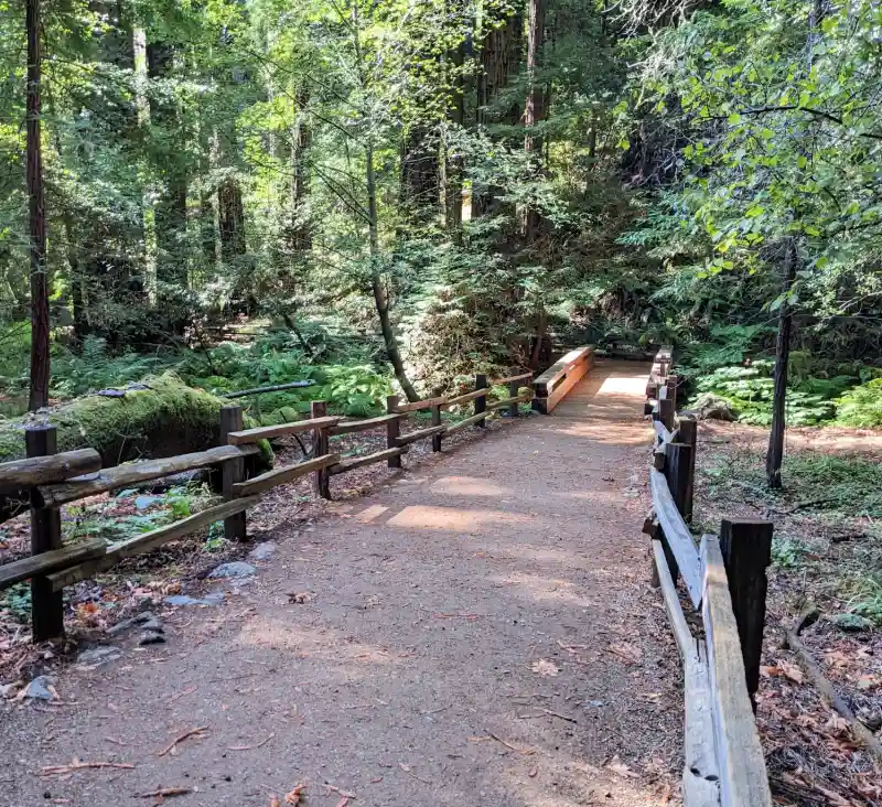 A look at the flat trails in Muir Woods National Park. A look at the flat trails in Muir Woods National Park.