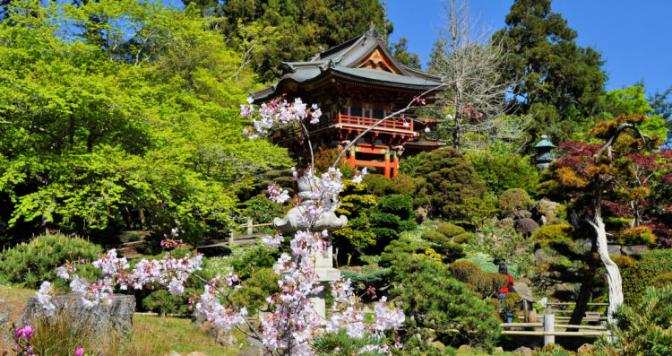 Flowers in Bloom at the Japanese Tea Garden