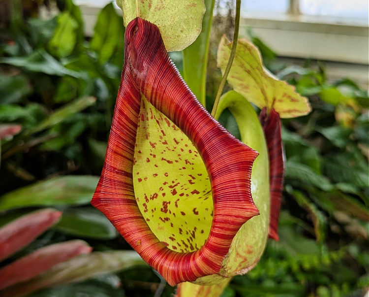 Fly catcher plant at the San Francisco Conservatory of Flowers Fly catcher plant at the San Francisco Conservatory of Flowers