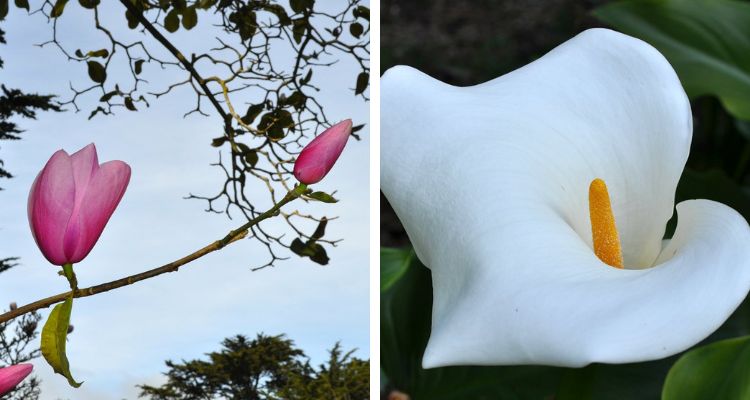 Two pictures of the Botanical Garden