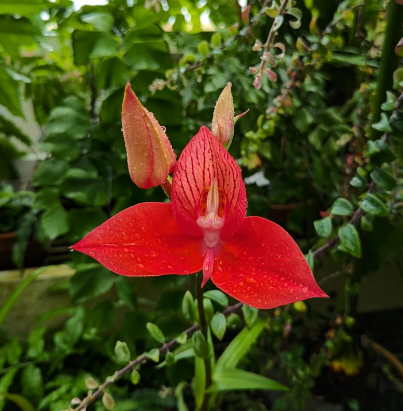 Beautiful red flower in the Conservatory of Flowers in Golden Gate Park