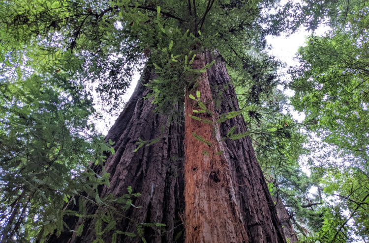 Garrapatta State Park