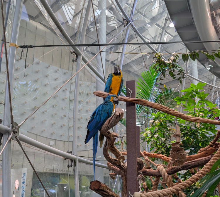 Two gold and blue Macaws at the California Academy of Sciences