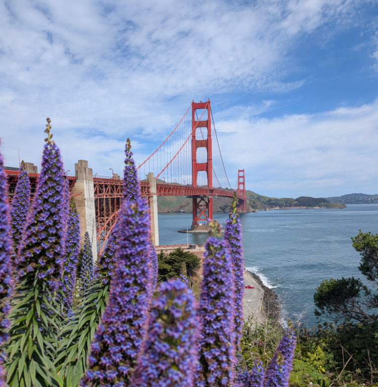 Golden Gate Bridge with Purple Flowers