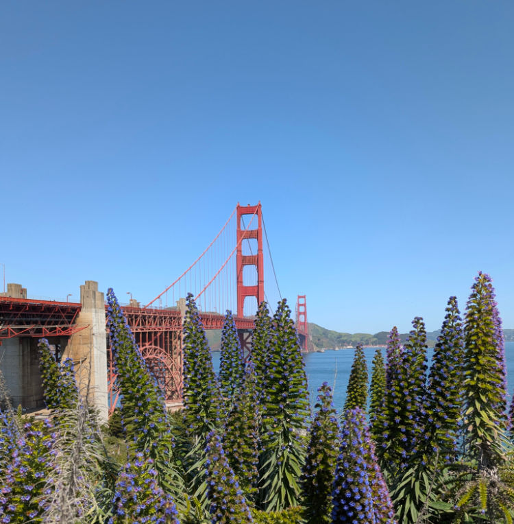 Golden Gate Bridge with spring flowers