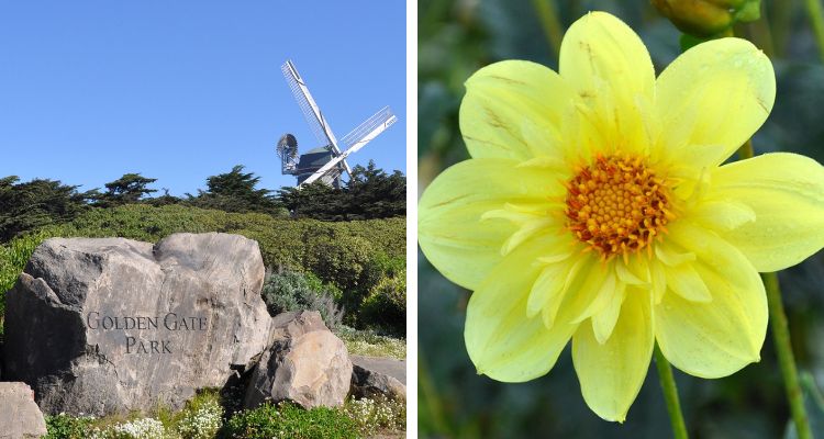 Images of Golden Gate Park in San Francisco
