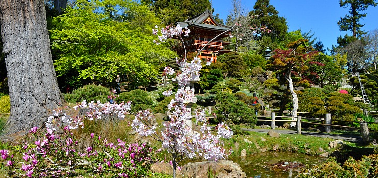 Japanese Tea Garden SF
