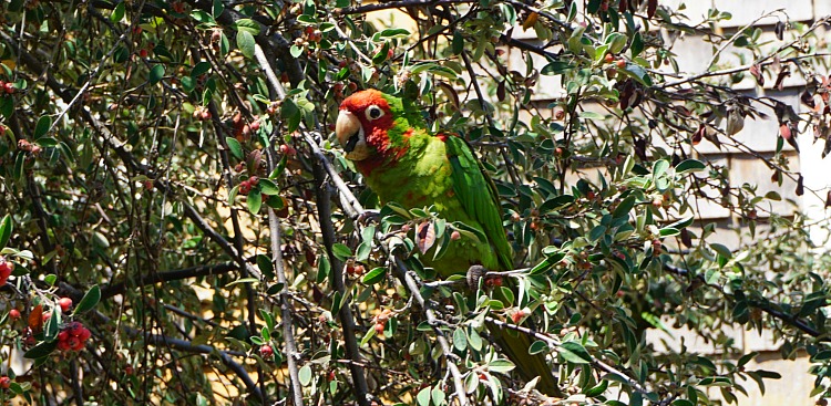 Green and Red Parrot Eating