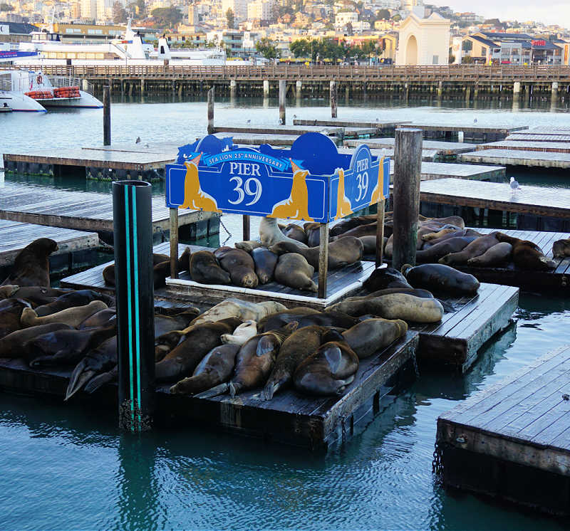 Group of Sea Lions in San Francisco