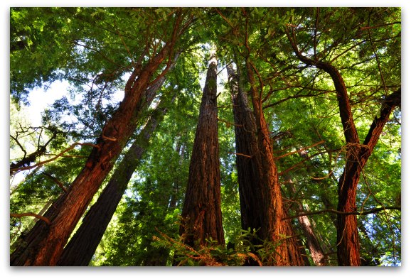A group of tall Redwoods near the Bay Area
