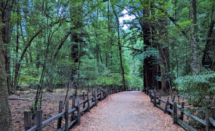 Henry Cowell Hiking Near Felton
