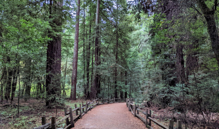 Henry Cowell near Santa Cruz