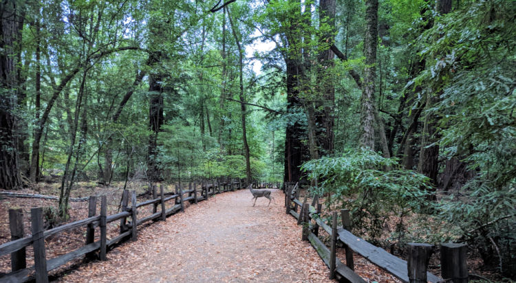 Henry Cowell with Deer