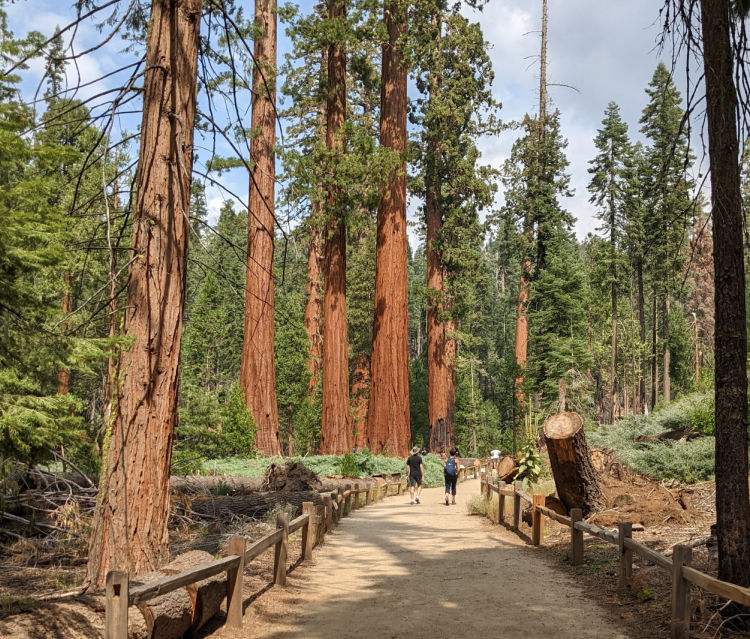 Hiking path in Mariposa Grove Hiking path in Mariposa Grove
