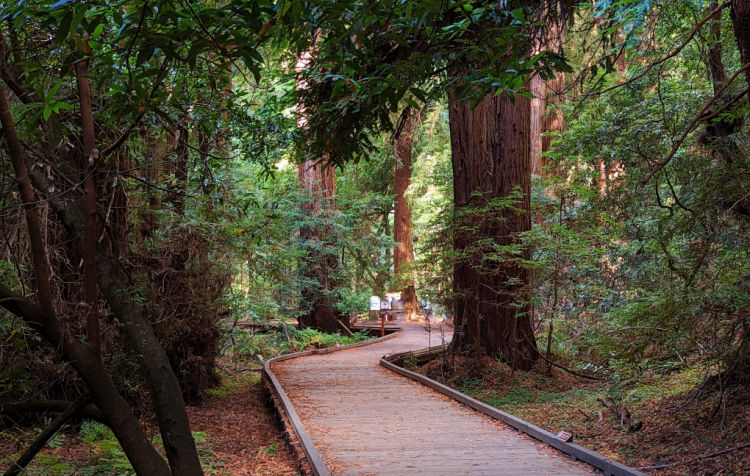 Hiking the Redwood Trail