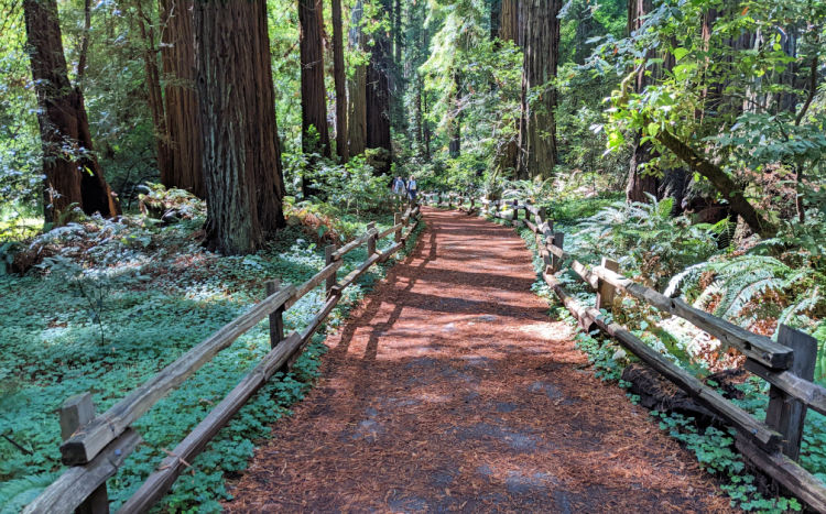 Hiking Trail in Muir Woods National Monument