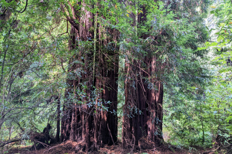 Redwoods in Humboldt County