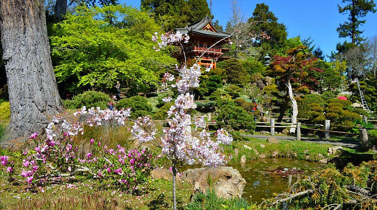 Japanese Tea Garden in the Spring