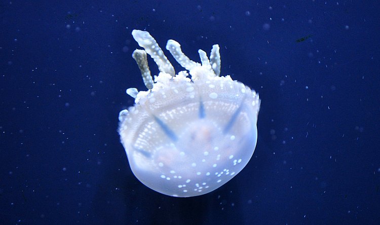 Jellyfish at the Aquarium of the Bay