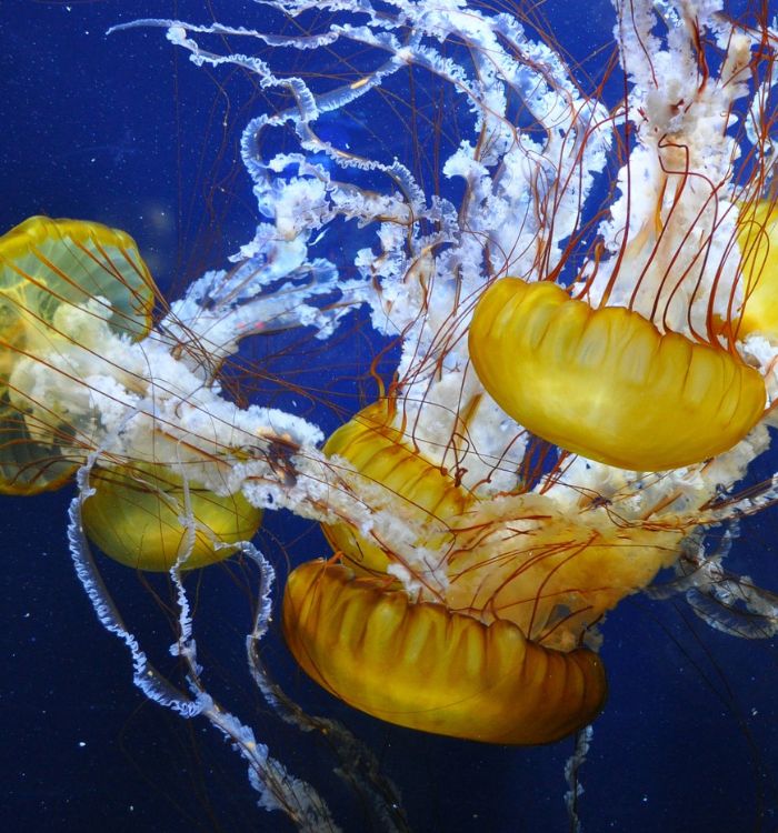 Jellyfish at the Aquarium of the Bay on San Francisco's Pier 39