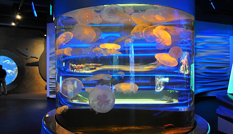 Jellyfish at the California Academy of Sciences