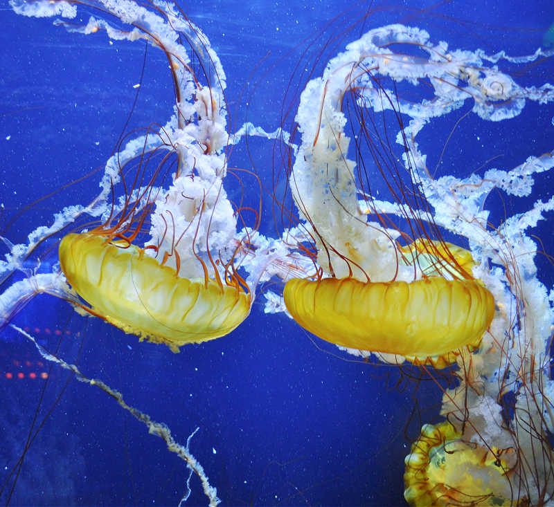 Aquarium of the Bay Jellyfish