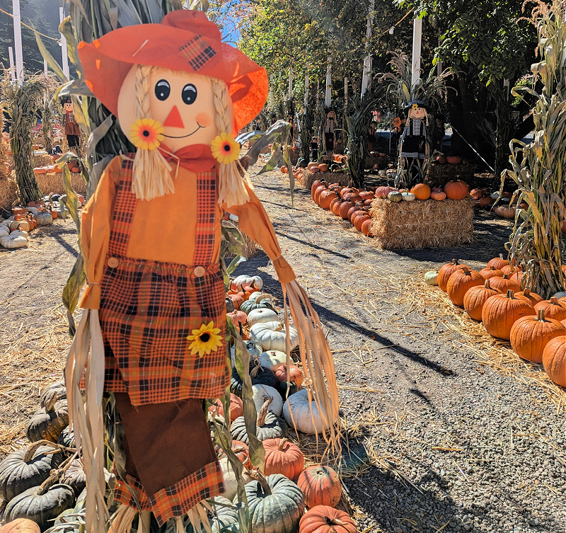 Pumpkin Patch in the Inner Sunset in San Francisco