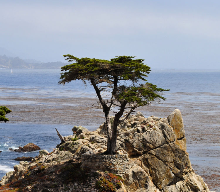 This is one of the famous stop along 17-Mile Drive, the Lone Cypress.
