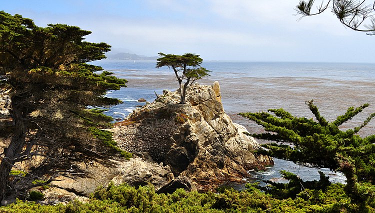 Lone Cypress on the Clear Day Lone Cypress on the Clear Day