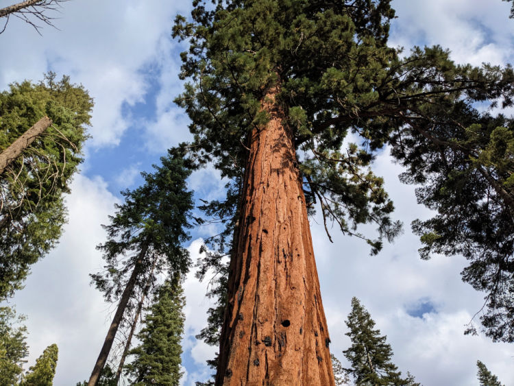 Looking Up at a Giant Sequoia