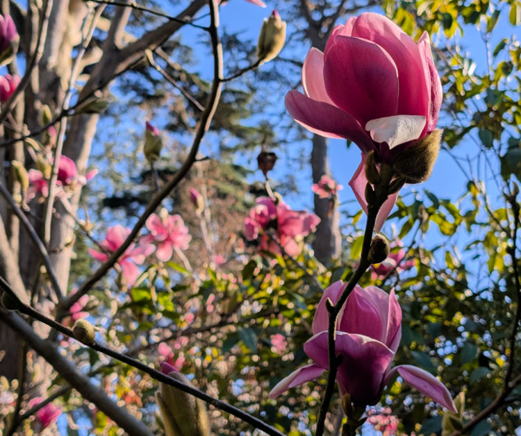 Magnolias at the Botanical Gardens in Golden Gate Park