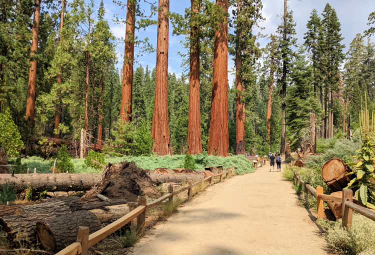 Mariposa Grove Trail