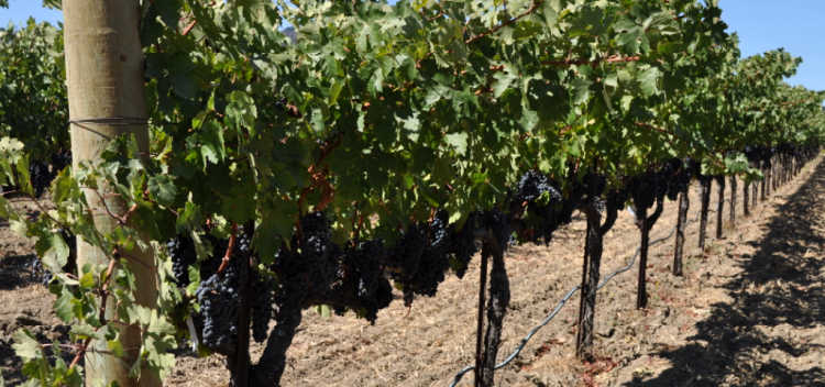 Merlot on the vines in Napa