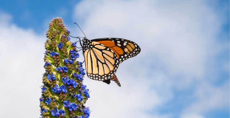 Monarch Butterfly at Pacific Grove