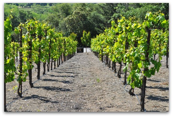 Wine Tasting in San Francisco