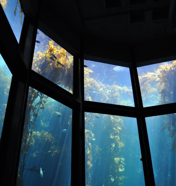 Kelp forest in the Monterey Bay Aquarium Kelp forest in the Monterey Bay Aquarium