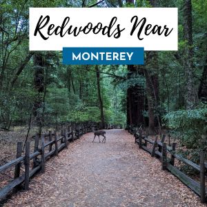 Monterey Redwoods 300