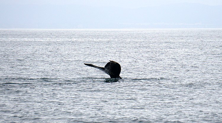 Whale Watching Monterey Bay: What to Expect on Your Tour