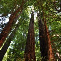 Muir Woods Muir Woods