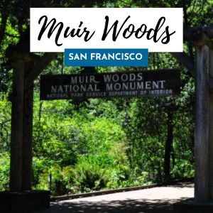 muir woods sf 300